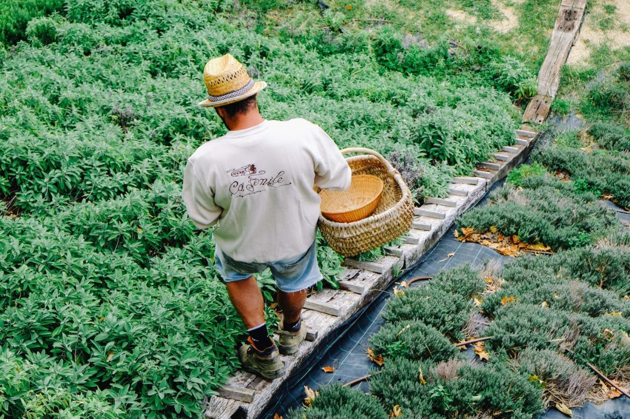 Agriturismo Ca' Fenile 알자노 롬바르도 외부 사진
